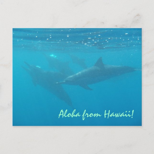 Hawaii greeting underwater dolphin scenic postcard (Front)