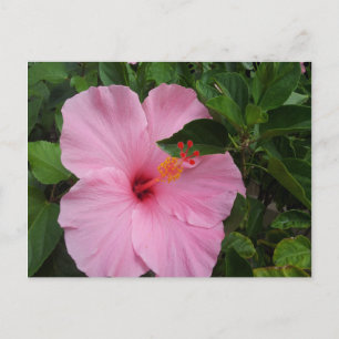 Hawaii Hibiscus Flower Postcard