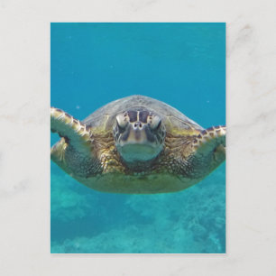 Hawaii Honu Postcard
