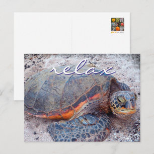 Hawaii honu sea turtle close-up photo Relax quote Postcard