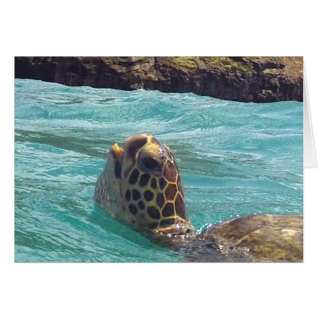 Hawaii Honu Turtle (Front Horizontal)