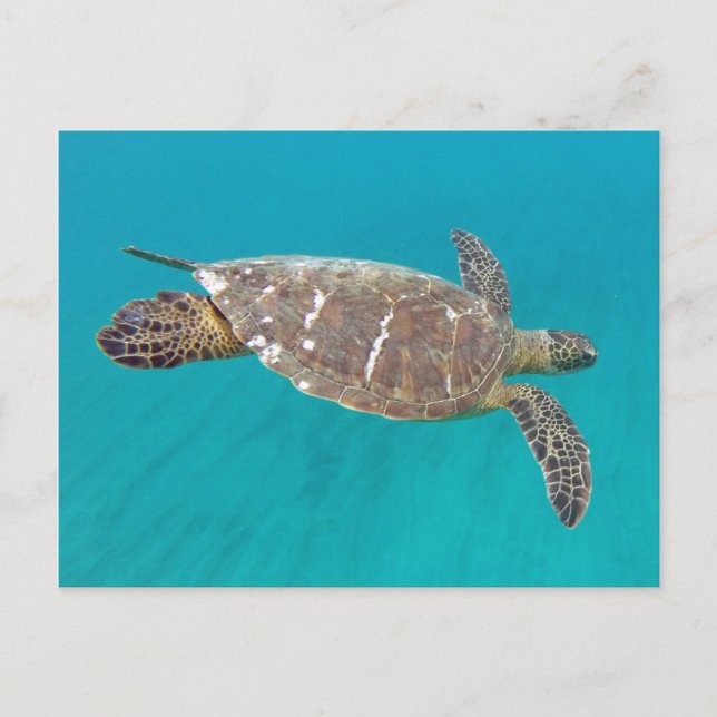 Hawaii Honu Turtle Postcard (Front)
