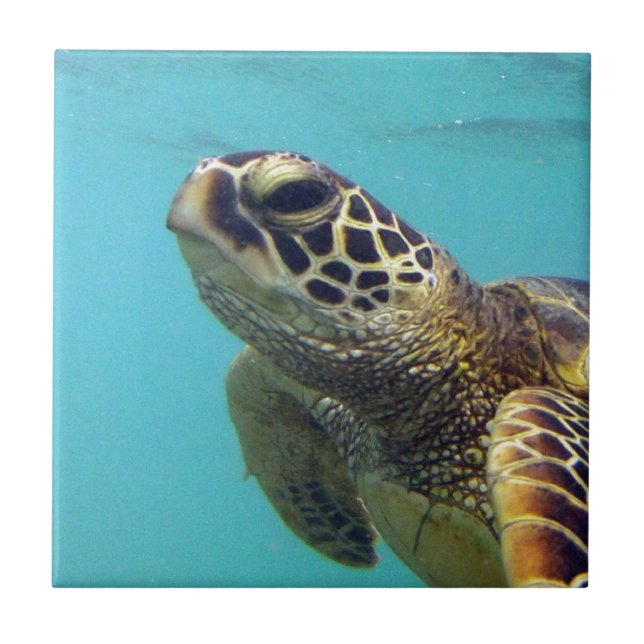Hawaii Honu Turtle Tile (Front)