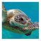 Hawaii Islands Sea Turtle