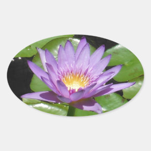 Hawaii Lotus Flower Oval Sticker