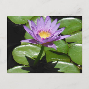 Hawaii Lotus Flower Postcard