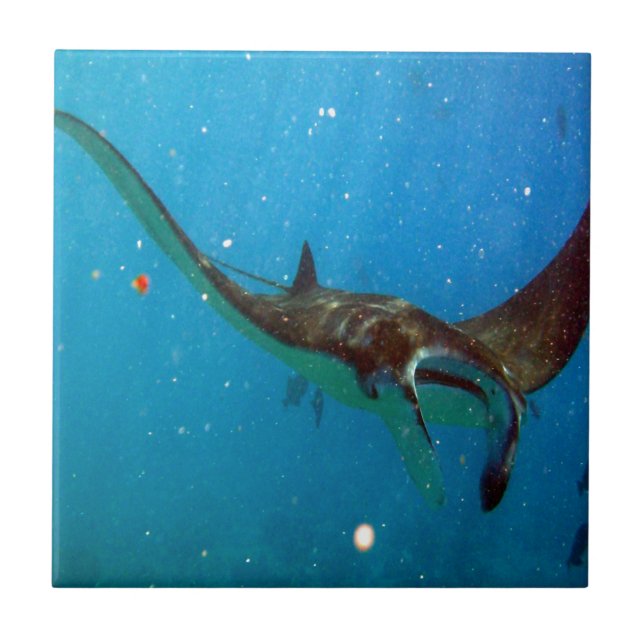 Hawaii Manta Ray Tile (Front)