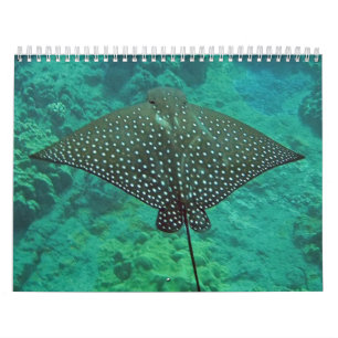 Hawaii Manta Rays, Eels and Octopus Calendar