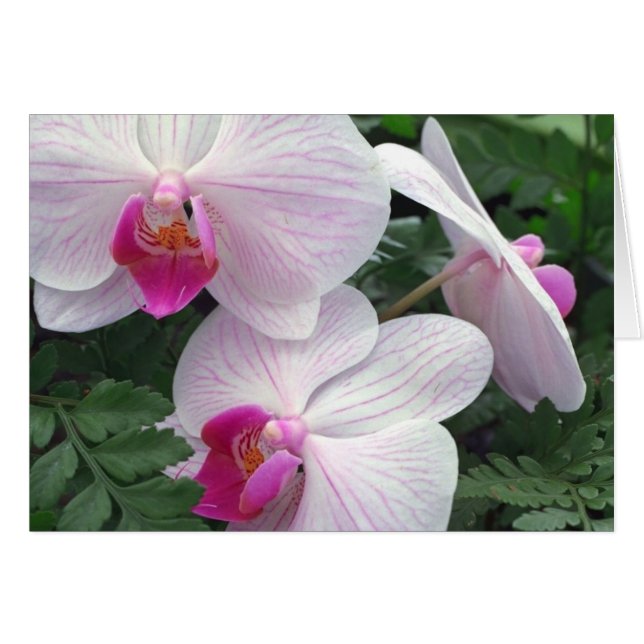 Hawaii-orchids (Front Horizontal)