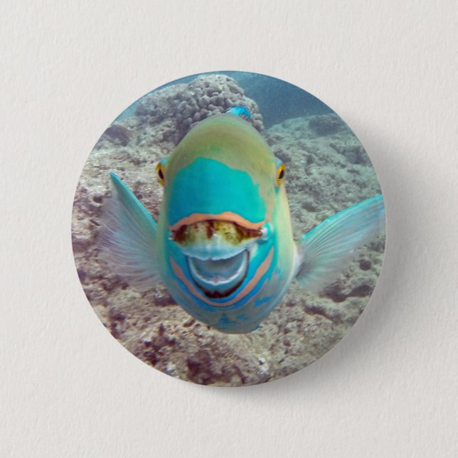 Hawaii Parrot Fish 2 Inch Round Button (Front)
