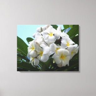 Hawaii Plumeria Canvas Print