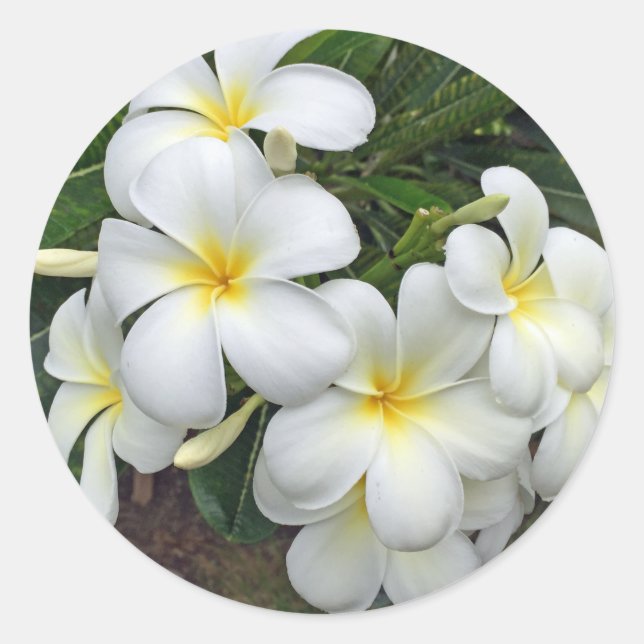 Hawaii Plumeria Flowers Classic Round Sticker (Front)