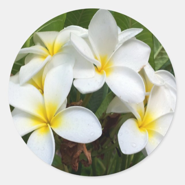 Hawaii Plumeria Flowers Classic Round Sticker (Front)