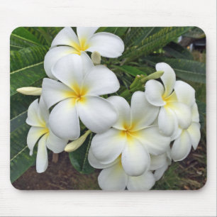 Hawaii Plumeria Flowers Mouse Pad