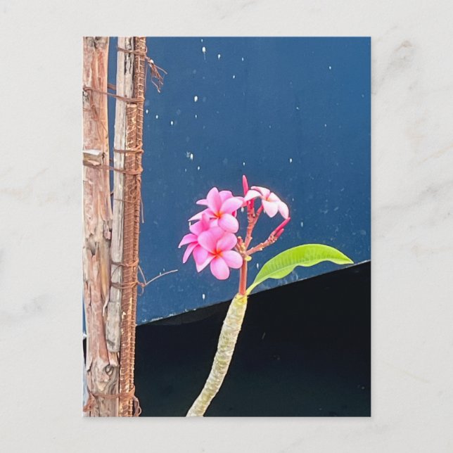 Hawaii Plumeria Flowers Postcard (Front)