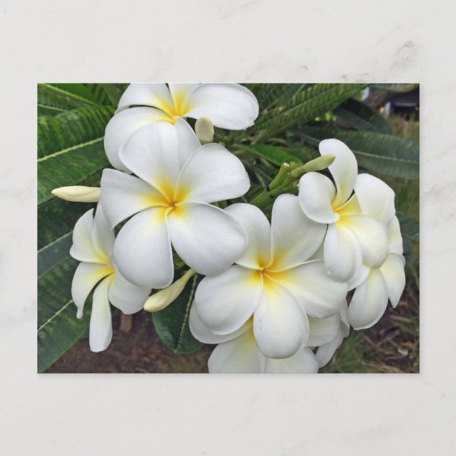 Hawaii Plumeria Flowers Postcard (Front)