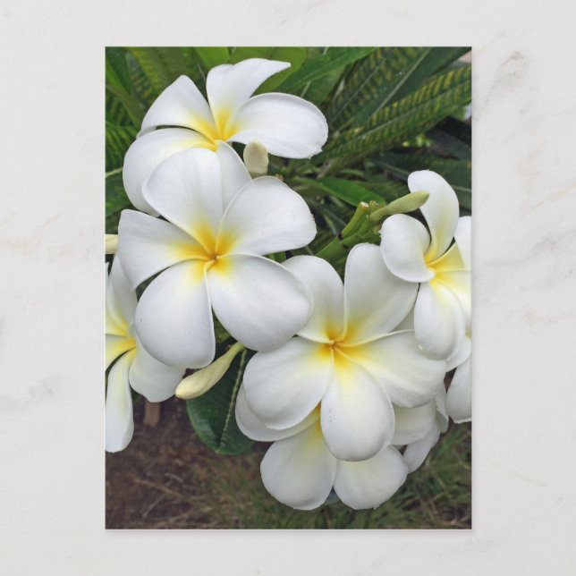 Hawaii Plumeria Flowers Postcard (Front)