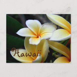 Hawaii Plumeria Postcard