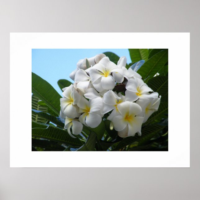 Hawaii Plumeria Poster (Front)