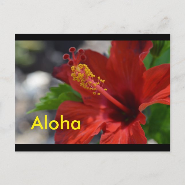 Hawaii Postcards (Front)