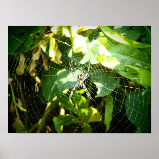Hawaii spider web poster (Front)