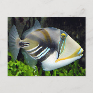 Hawaii state fish postcard