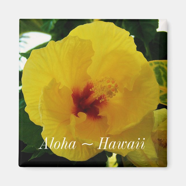 Hawaii State Flower Yellow Hibiscus Magnet (Front)