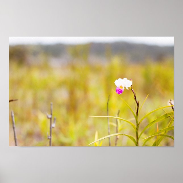 Hawaii Tropical Orchid Volcanoes National Park Poster (Front)