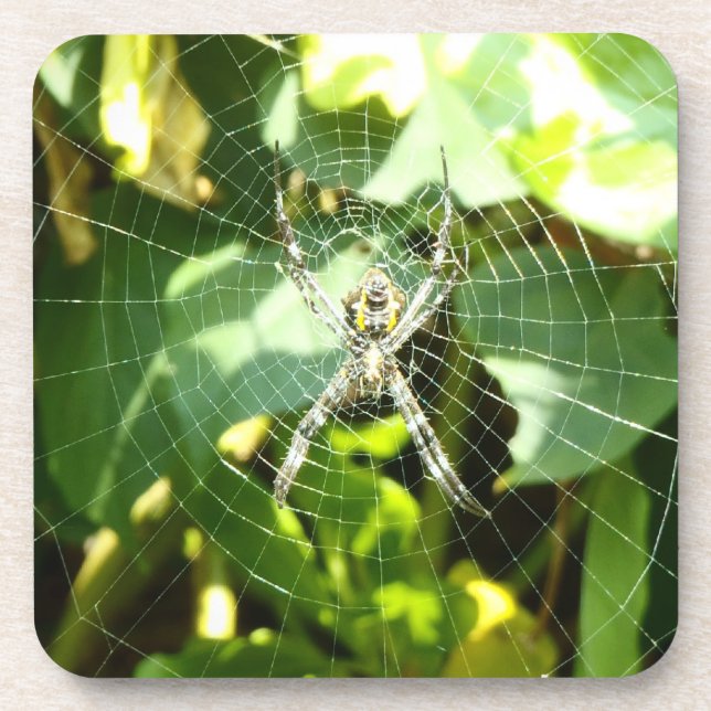 Hawaii tropical spider web coasters (Front)