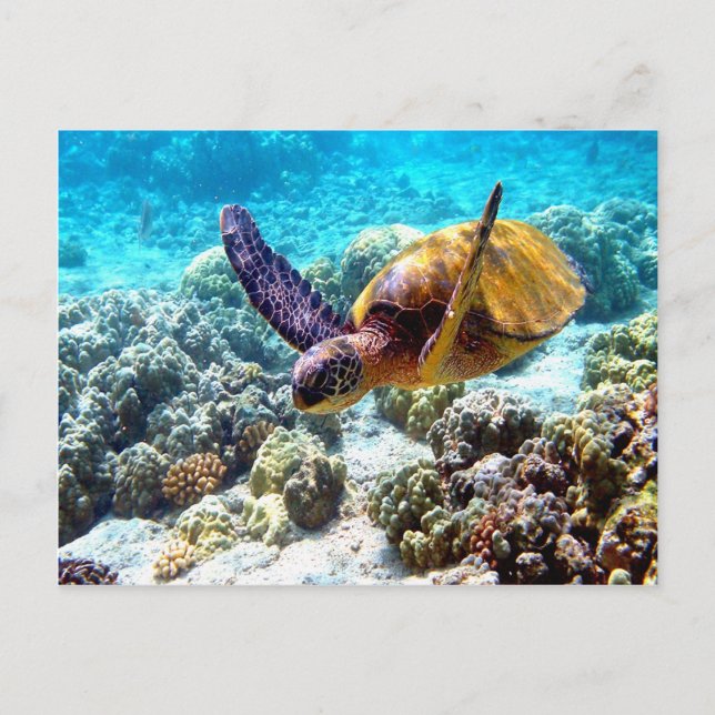 Hawaii turtle freedom peace and joy postcard (Front)