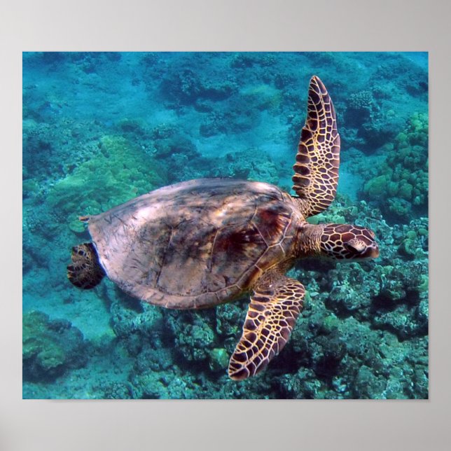 Hawaii Turtle Honu Poster (Front)