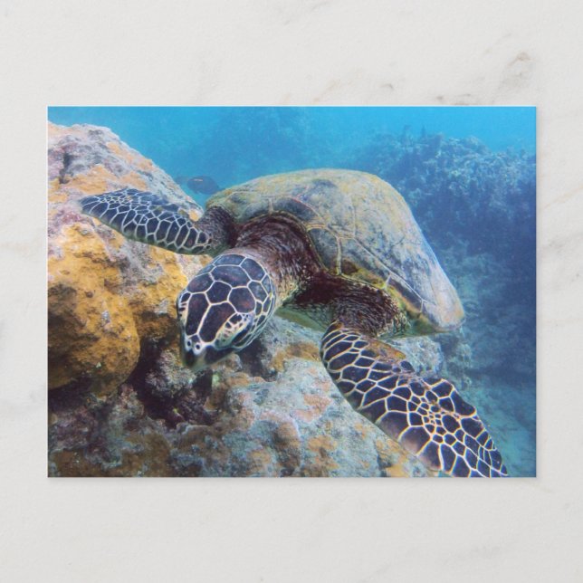 Hawaii Turtle Postcard (Front)