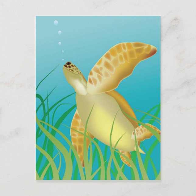 Hawaii Turtle Postcard (Front)