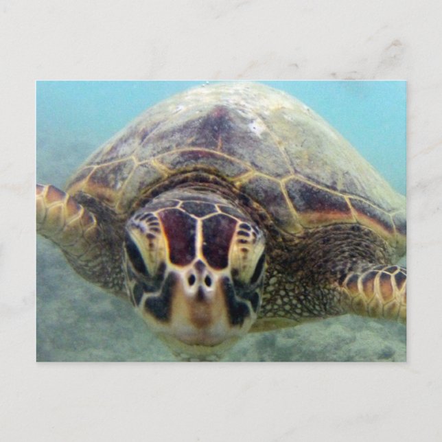 Hawaii Turtle Postcard (Front)