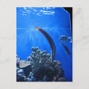 Hawaii Underwater Postcard