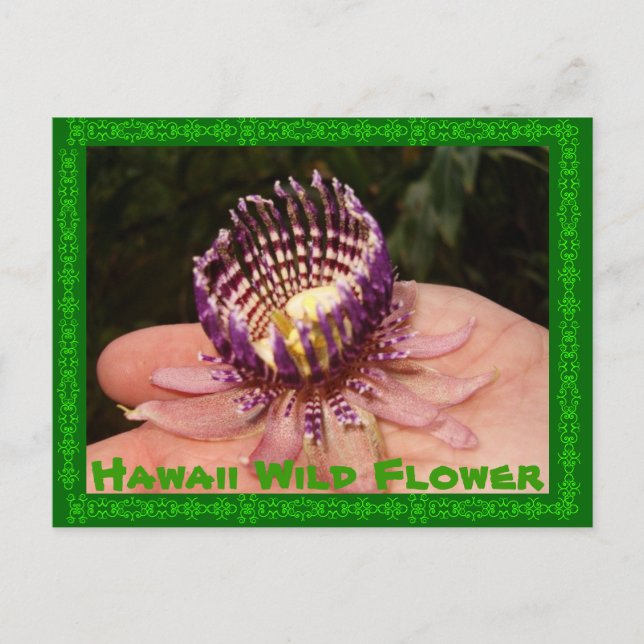 Hawaii Wild Flower Postcard (Front)