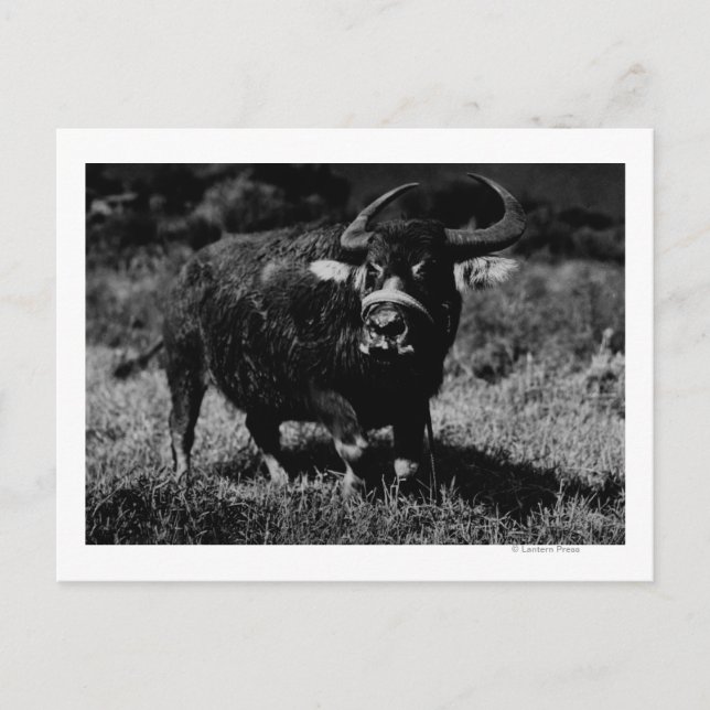 HawaiiA Water Buffalo  PhotographHawaii Postcard (Front)