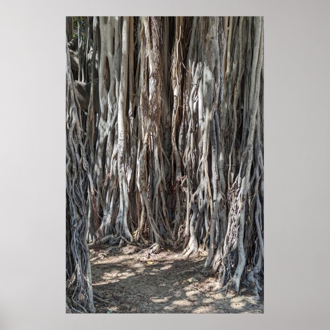 Hawaiian Banyan Tree Poster (Front)