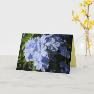 Hawaiian Blue Plumbago flower  Card