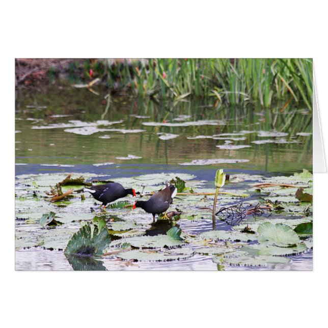 Hawaiian Common Moorhen in Lily Pond (Front Horizontal)