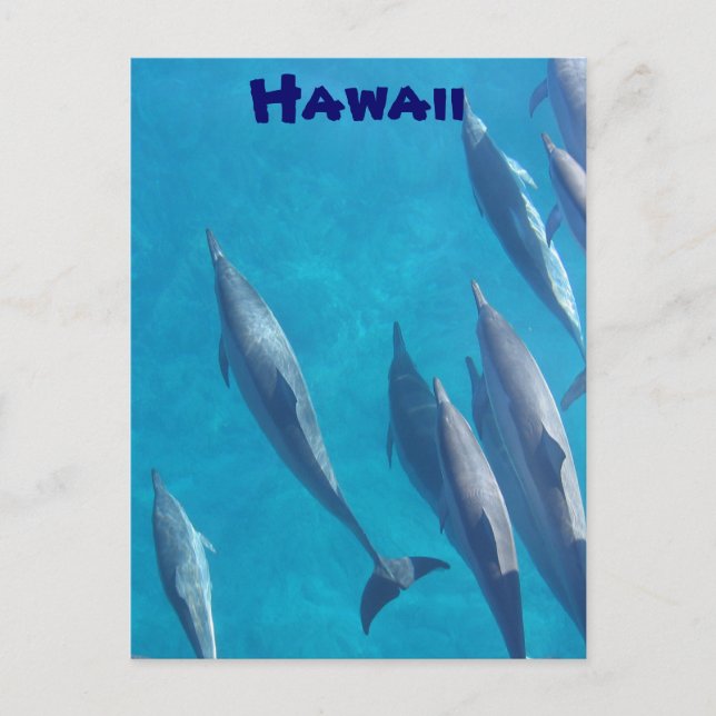 Hawaiian dolphins postcard (Front)