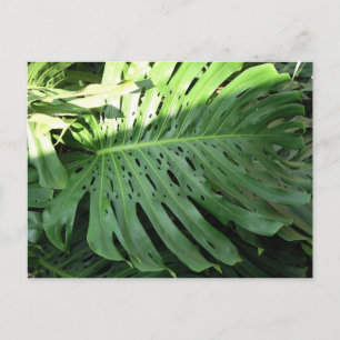 Hawaiian Elephant Ear Plant Postcard