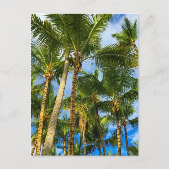 Hawaiian Exotic Beach Palm Trees Postcard (Front)