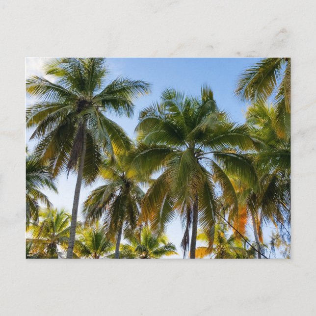 Hawaiian Exotic Beach Palm Trees Postcard (Front)