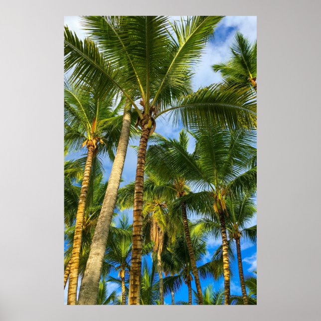 Hawaiian Exotic Beach Palm Trees Poster (Front)