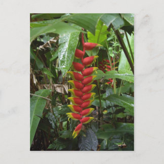 Hawaiian Firecracker Postcard