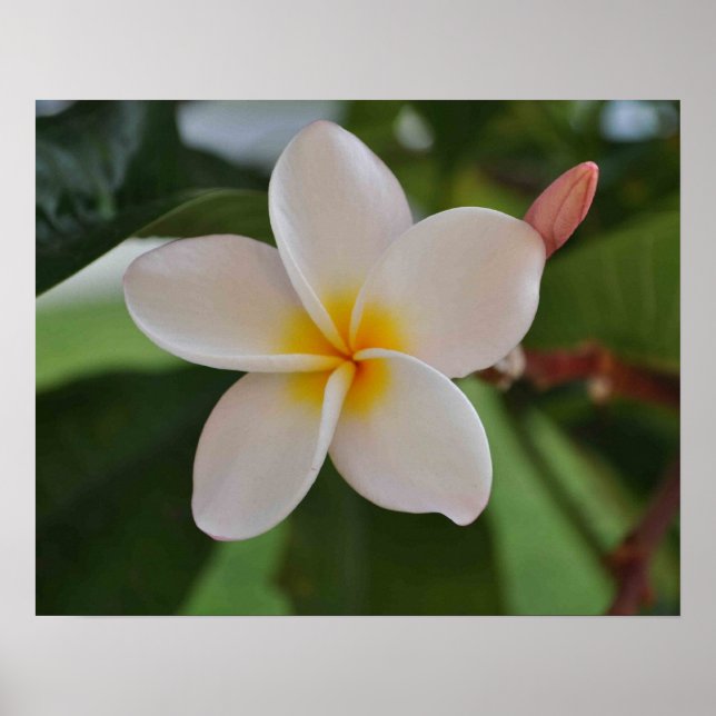 Hawaiian floral poster (Front)