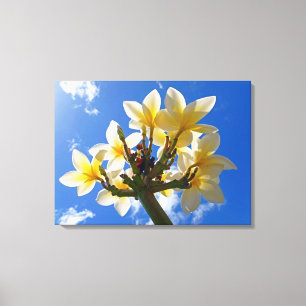 Hawaiian Frangipani Canvas Print