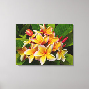 Hawaiian Frangipani Canvas Print