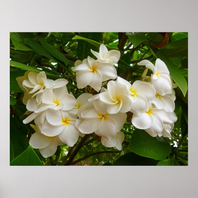 Hawaiian Frangipani Poster (Front)